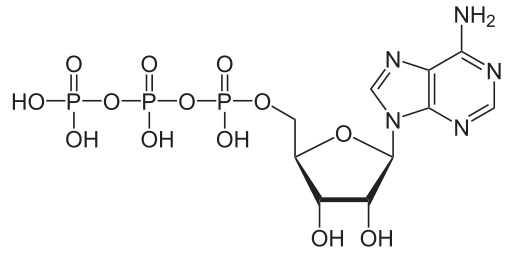 Adenosine triphosphate ATP