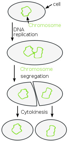 Binary Fission of Bacteria