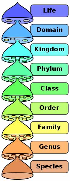 Illustration of Hierarchy of Biological Classification