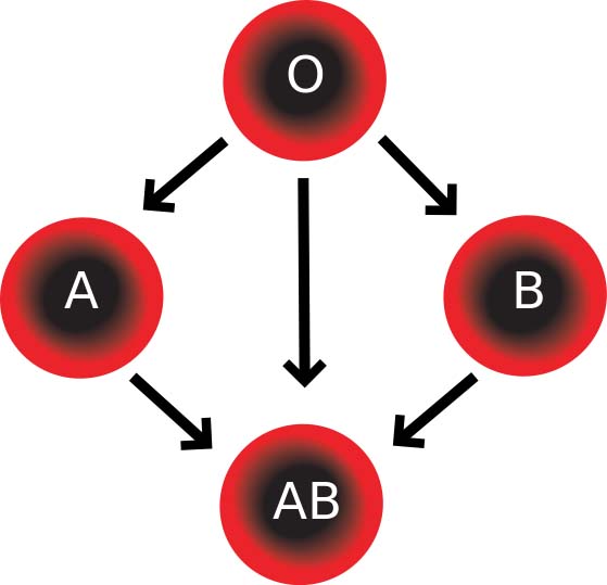 Red Blood Cell Compatibility Chart