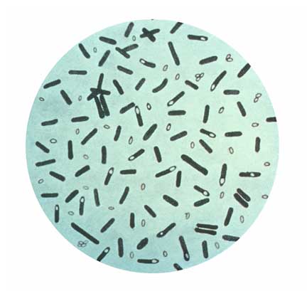 Clostridium botulinum vegetative cells and endospores