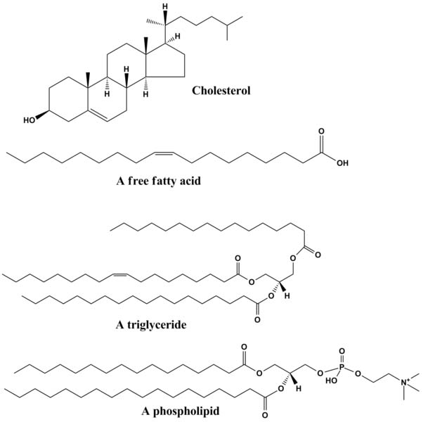 Cross sections of the different structures that phospholipids can take in a aqueous solution.  ​ Circles are the hydrophilic heads and wavy lines are the fatty acid tails.