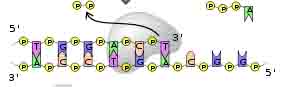 Triphosphate Nucleotide Being Added to DNA Strand