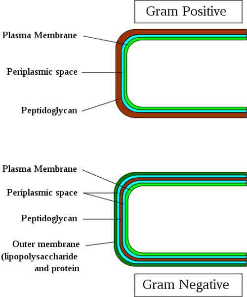 Comparison of Gram-positive and Gram-negative Cell Wall,  by Graevemoore on Wikipedia