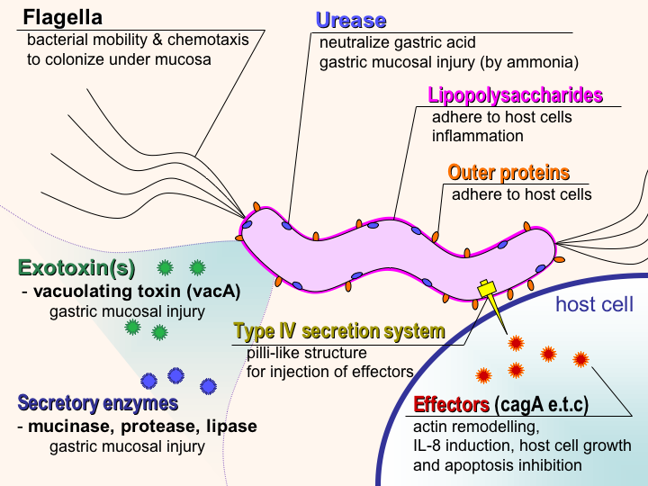 Helicobacter pylori, the bacterium that causes GI ulcers, has many weapons (virulence factors that help it thrive in the harsh environment of the stomach. 