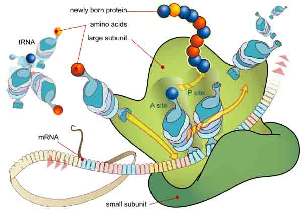 Genetic Translation at Ribosome