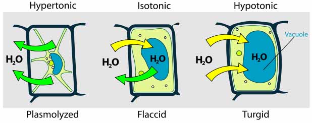 Osmosis in plant cells