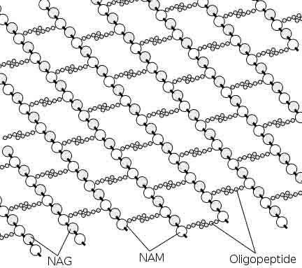 Peptidoglycan is a huge polymer of interlocking chains of NAG and NAM polysaccharide monomers connected by interpeptide bridges.