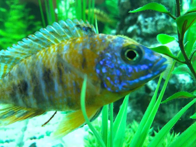 Peacock Cichlid (Aulonocara)