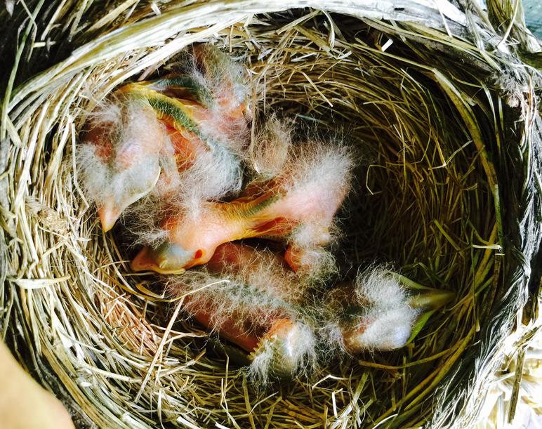 American robin hatchling chicks 3 days old