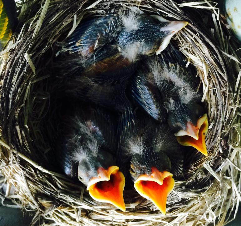 American Robin Nestling Chicks 7 Days Old