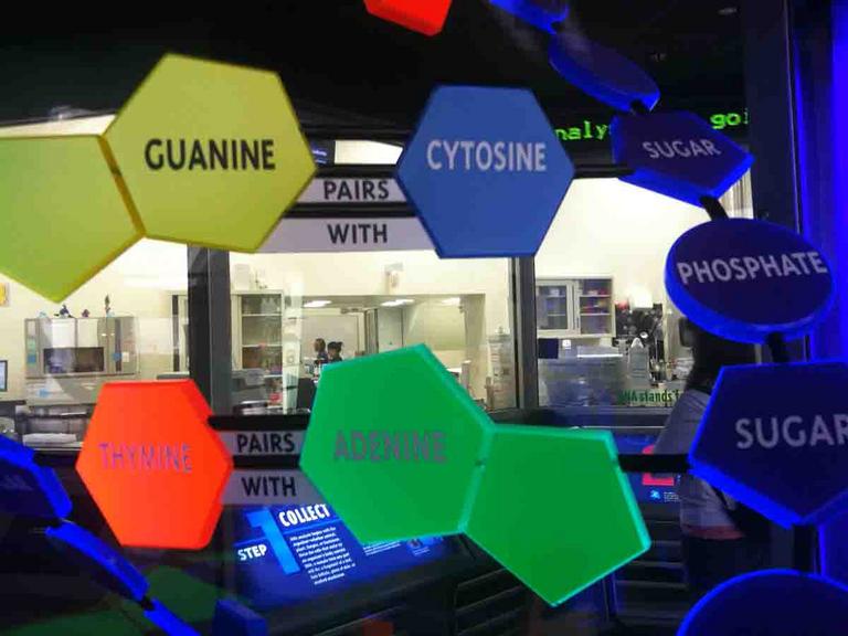 Model of DNA Structure Field Museum Chicago