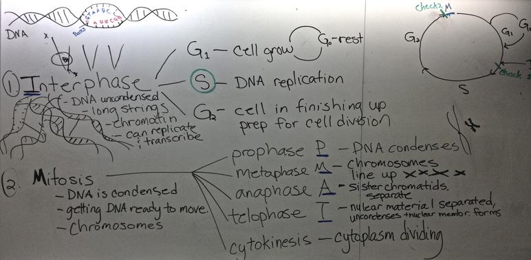 Outline of phases of the cell cycle, including interphase and mitosis.