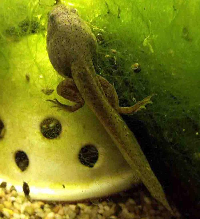 American bullfrog with rear legs, the first change you see when metamorphosis begins. 