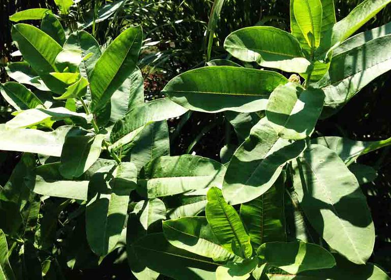 Monarch Attracting Milkweed Plants in Butterfly Garden