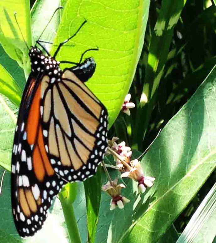 Moarch Butterfly Laying Eggs on Common MIlkweed