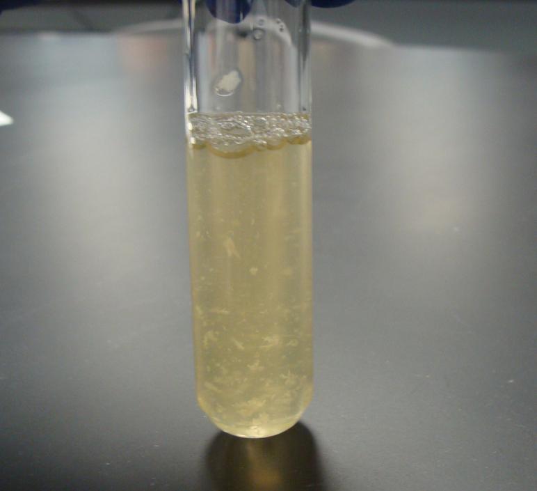 Bacillus subtilis produces flocculent (flaky, clumped) growth in liquid media