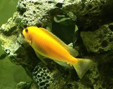 Red Zebra Cichlid (Maylandia estherae)