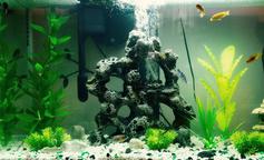 African Cichlid Stocked 29-gallon Aquarium