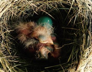 American robin hatchlings.