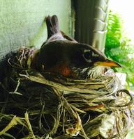 American robin female guarding her nest