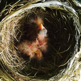 American robin hatchling chicks, day of hatching.