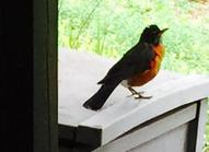 American Robin Female Guarding Nest