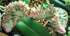 Coral Cactus Viewed from Top