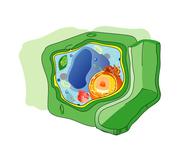 Drawing of a Plant Cell