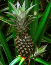 Photo of Pineapple