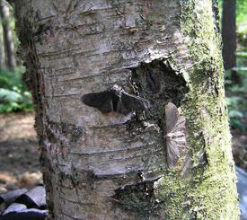 Biston betularia typica (light) and carbonaria (datrk) morphs on the same tree. The light-colored typica (below the bark's scar) is nearly invisible on this  tree, camouflaging it from predators.