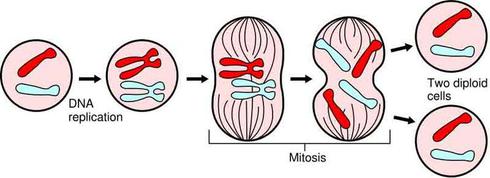 Major Events of Eukaryotic Cell Division