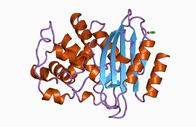 Beta-lactamase enzyme