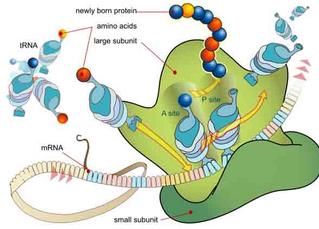 DNA Replication