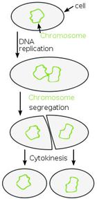 Binary Fission Diagram