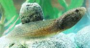 Bullfrog Tadpole in Aquarium Tank