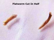 Planaria Cut In Half for Regeneration Experiment