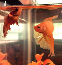 Female crown tail betta (looking a bit beat up) and male half moon betta.