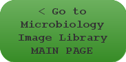 Go to Science Image Library MAIN PAGE