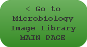 Go to Science Image Library MAIN PAGE