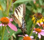 Eastern Tiger Swallowtail Butterfly