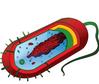 Prokaryotic Cell, Mariana Ruiz