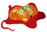 Animal Eukaryotic Cell, Mariana Ruiz