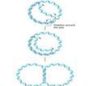 Replication of Bacterial Chromosome