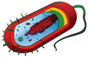 Prokaryotic Cell, Mariana Ruiz