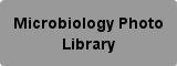 Microbiology Photo Image Library