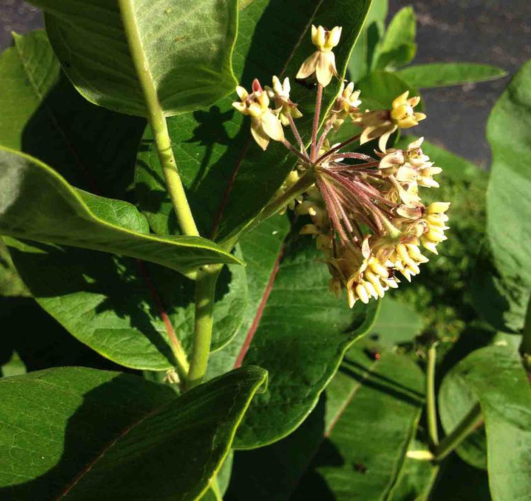 Common milkweed (Asclepias syriaca) with delicate pink tubular flower which allow pollinators with long mouth parts, such as butterfly and hummingbird to drink the nectar.